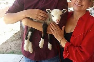 Meet Butterfly The Geep, An Extremely Rare Goat-Sheep Hybrid Born In Arizona
