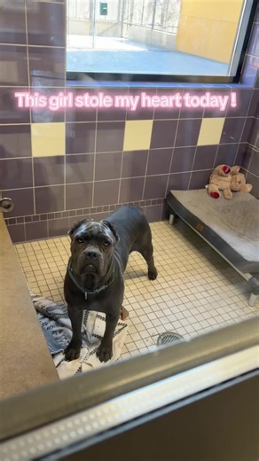 This beautiful cane Corso girl was the highlight of my day today at the shelter. She couldn’t go out for a walk because she was under the weather so instead we had a cuddle session.#adoptme #shelterdog #adoptdontshop🐾 #denveranimalshelter #canecorso