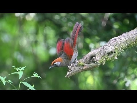 Red-tailed Laughingthrush 赤尾噪鶥