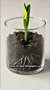 “Realistic Plant Growth Time-Lapse | Ultra HD Cinematic Animation”#PlantGrowth#PlantTimelapse