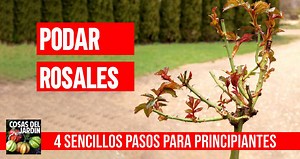 Cómo y Cuándo Podar los Rosales - Paso a Paso - Cosas del Jardin