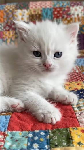 meow meow meow meow bili katti meow meow 😼hindipoems #rhymesinhindi #tophindirhymes #kidsrhymeshindi