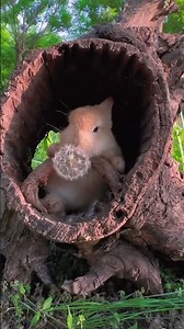 Jungle Delight Adorable Bunny Feasts on Tree Flower in Solitude! 🌸🐰 #adorablepets #petbunny #cute