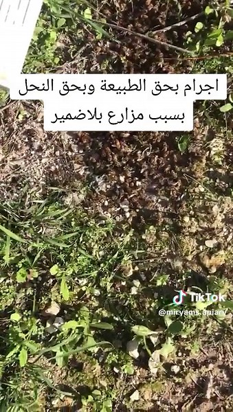الرجاء الإنتباه !!! خلو كل العالم تشوف شو عمبصير بسبب الجهل والجشع وقلة الفهم !!! #miryamsapiary #beekeeping #lebanon🇱🇧 #nopesticides #protectlebanon #protectfood #honey #polination#polution #nature