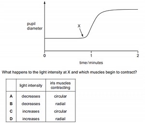 What happens to the light intensity at X and which muscles begi... | Filo