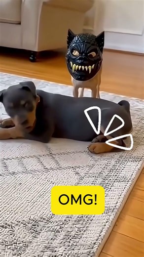 Small Dog Gets Scared – Jumps Up in Panic!