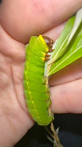 Who loves moths? Here’s my chunky Luna moth caterpillar! I had 15 eggs and only have 3 but fingers crossed I can get these to cocoon and soon I’ll have the most prettiest moth you’ll ever see! #Moths | Jumping spider & Moth life