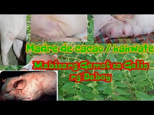 Mabisang Gamot sa Galis or sakit sa balat ng baboy,, @baboy