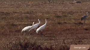 30 reactions · 3 comments | The newest Whooping Crane to visit...