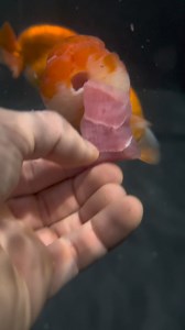 40K views · 345 reactions | Codeman loved his Tuna Sashimi | Luke’s Goldies | Facebook