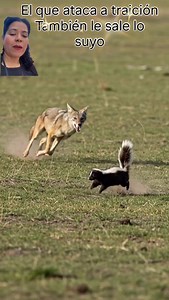 Auto defensa 😜 #alerta #defensa #zorrillo | Lyli Lopez