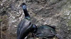 pelagic cormorant couple nesting on a cliff at cape flattery in the olympic national park of the us pacific northwest