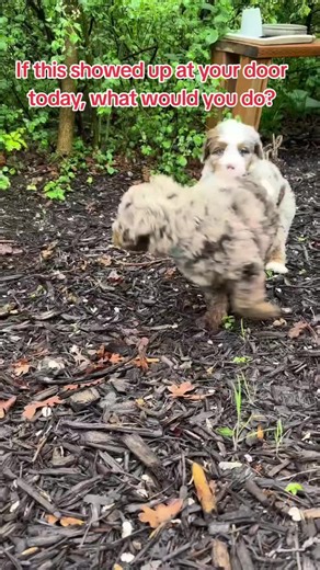 Unexpected Package Delivery: What Would You Do?