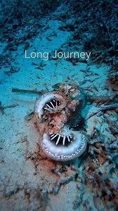 33K views · 742 reactions | Ever seen a spiny devil fish? Those sharp spines aren’t just for show, they’re a vital defense mechanism against predators. The most venomous fish #keepdiving #adventuredive #oceanlife #scubadiving #underwaterworld #fblifestyle | Long Journey | Facebook