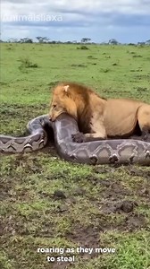 The python’s meal has been ruined by the lions. #wildlife #animalinstinct #WildlifeMoment #viralreels | MGTC Farming