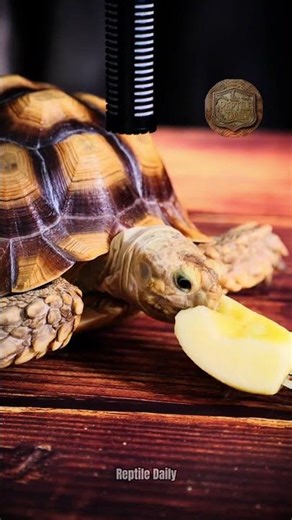 Turtle ASMR Mukbang Eating Apple #turtleasmr #asmr #shorts #animals