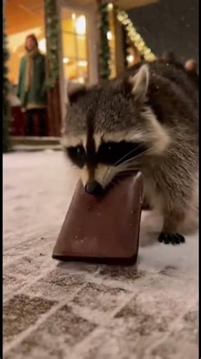 He Dropped His Wallet… A Raccoon Brought It Back 😳🦝🎄