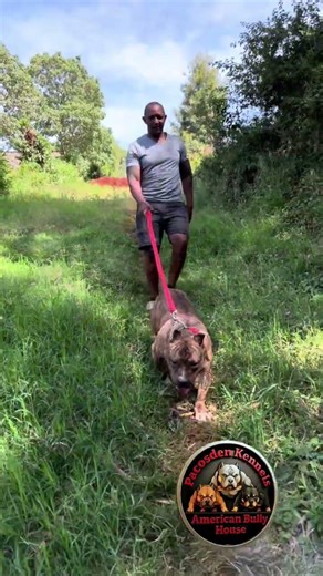 Exercise improves fitness,wellbeing and function for Americans bully’s #americanbully #pocketbully