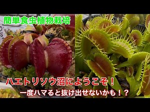 ハエトリソウだらけの動画です！