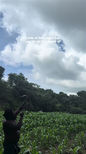 there is a whole side of Sri Lanka you will never hear about as a tourist 🇱🇰 I bet you didn’t even know that Sri Lanka’s first people, an indigenous tribe, still live in the forests here today, maintaining their lifestyle and traditions 🌳 I wanted to learn more about this lifestyle and how they fit into the modern world today, as they make up less than 1% of the population of Sri Lanka , this number decreasing year on year. visit my story or the link in my bio to see what I discovered 🎥▶️ #s