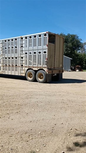 Load 'Em Out!!! #keepyourpowderdry #cattle #yearlings #ranch #beef