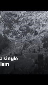 The Pando: a single living organism | #Shorts
