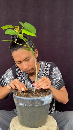 🛞waru bonsai material in a nebari training program #bonsai #bonsaitree #bonsaiindonesia #bonsaiwaru #holidayseason #fblifestyle | Ara Jaber Bonsai