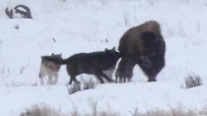 狼群利用深雪捕猎美洲野牛🦬