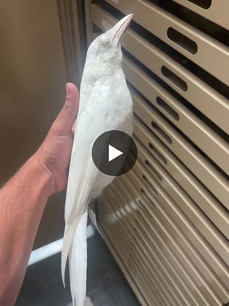 This is a albino corvus corax “raven”! One of the many interesting bird species located in the LSU Museum of Natural Sciences collection. Got to take a look at this specimen during the summer of my… | Yaseen Zaid