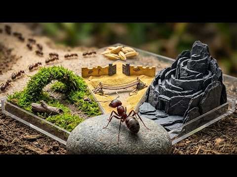 I Built 3 Worlds for One Ant Colony