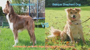 Australian Shepherd vs. Basque Shepherd Dog: A Comparison