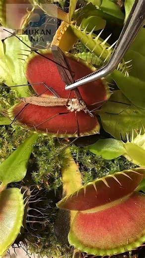 Venus Flytrap vs. Sundew: Which is the Deadliest Carnivorous Plant? 😱 #uniquefacts #education #facts