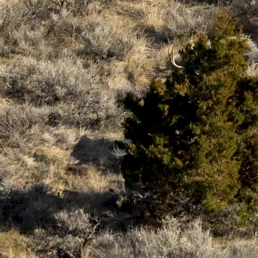 Adrenaline and Patience Rewarded – Hunter Lands the Buck of a Lifetime 🎯🦌 | Diameter Tree