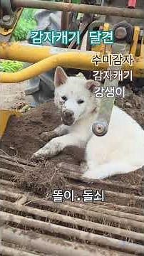 감자캐는강아지#문막아재#강원도감자#진돗개#농촌생활#일상기록#수미감자#shrots