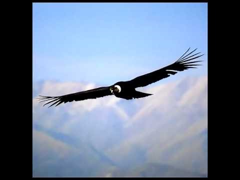 HOMENAJE AL CONDOR (Musica Instrumental Andina)