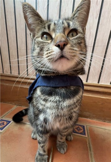 Funny Cat Video: He Will Tear Your City Down