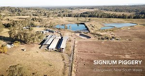 27K views · 438 reactions | BREAKING: Damning piggery footage...