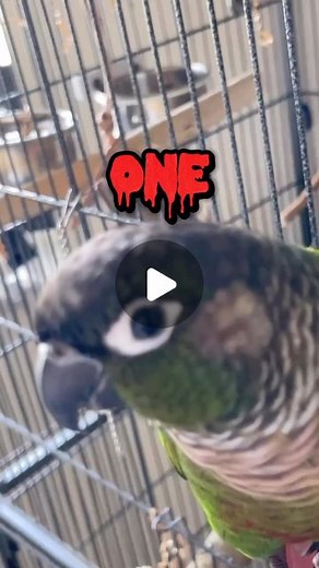 Lauryn C & the Floofs on Instagram: "Lulu tried to teach Boba math 🫠 . . . . #icanonlycounttofour #psychostick #mathclass #birdmeme #birdmemes #conuresrus #conuresofinstagram #greencheekconuresofinstagram #greencheekconure #bird #birbmemes #birbstagram #petstagram #parrotlovers #parrotofinstagram #explorepage #trendingreels #viralpost"