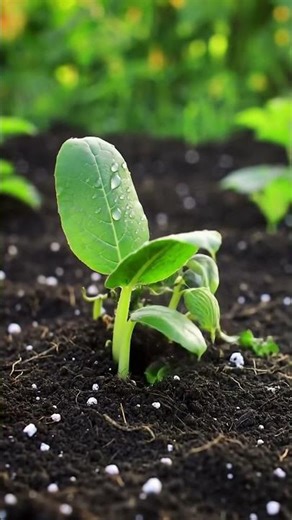 Zucchini Plant Growth Time-Lapse #vegetablegarden