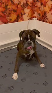 Megumi’s puppy diaries day four #boxerdog #puppies #dogs | Boxer Madness