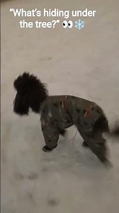 Fluffy Poodle Discovers What's Under the Tree in Winter #poodle #curious #snow