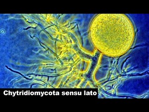 Chytridiomycota sensu lato