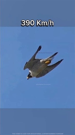 Peregrine Falcon Flies Faster Than a Bullet Train 🚄🦅