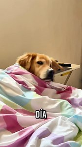 Un día normal en mi vida es ir a hacer ejercicio y preparar el desayuno y a mi me sirven hills science diet perfect weight para mantenerme sabroso y poder ir a la playa , descansar y después acompañar a mi humano a comer por que sin mi el mo sabe hacer nada , voy a la playa otra vez y recorro mis hoteles para ver que todo vaya bien , acompaño a mi humano por un chori y yo termino viendo como mi plato se llena de amor de hills y en resumen esa es mi vida …. Muy difícil verdad ? @hillslatam #Graci