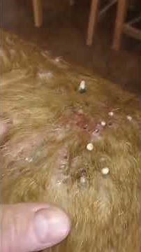 Remove Monster Mango worms from poor dog || Mango worms removal #3 #shorts