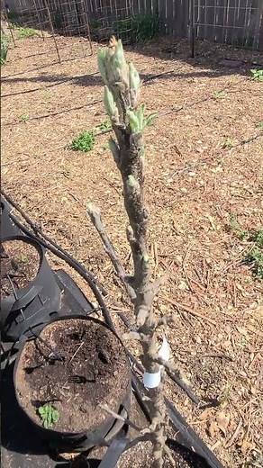 Our New Columnar Apple Trees Are Starting To Leaf Out!