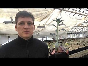 Идеальная подсветка для суккулентов