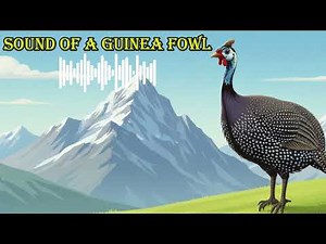 SOUND OF A GUINEA FOWL 🔊 What does a guinea fowl sound