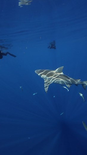 Swimming with Sharks: A Close Encounter Underwater
