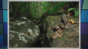 Where Do Reticulated Pythons Live? Exploring the Natural Habitat of Reticulated Pythons